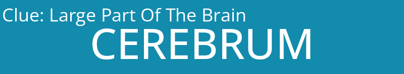 Large Part Of The Brain