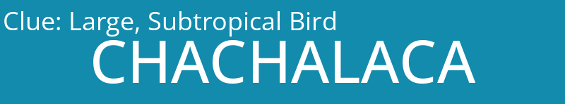 Large, Subtropical Bird