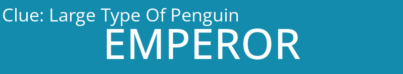 Large Type Of Penguin