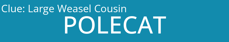 Large Weasel Cousin