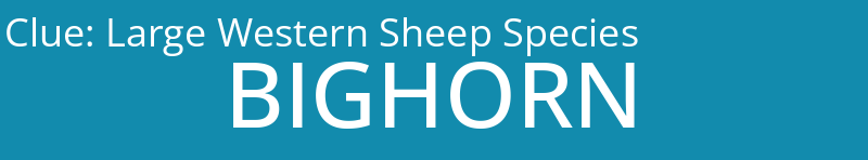 Large Western Sheep Species