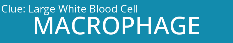 Large White Blood Cell
