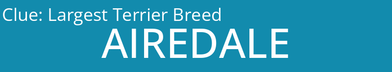 Largest Terrier Breed