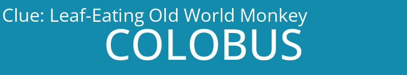 Leaf-Eating Old World Monkey