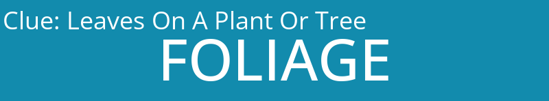 Leaves On A Plant Or Tree