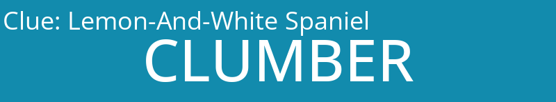 Lemon-And-White Spaniel