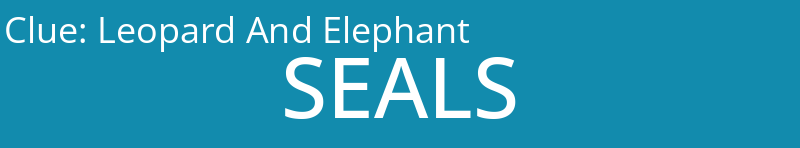 Leopard And Elephant