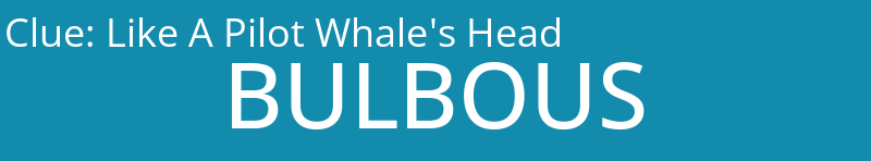 Like A Pilot Whale's Head