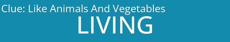Like Animals And Vegetables