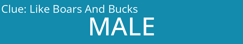 Like Boars And Bucks