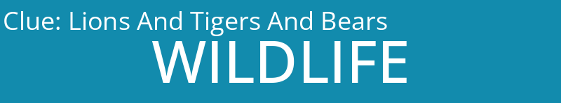 Lions And Tigers And Bears