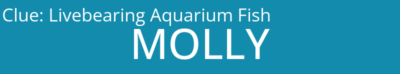 Livebearing Aquarium Fish