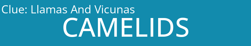 Llamas And Vicunas