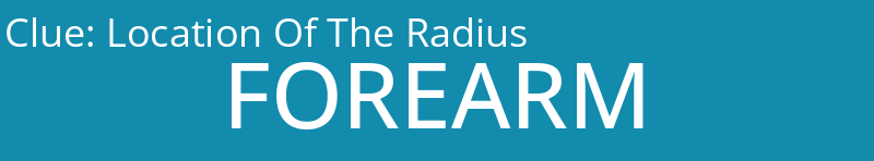 Location Of The Radius