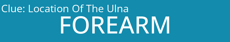 Location Of The Ulna