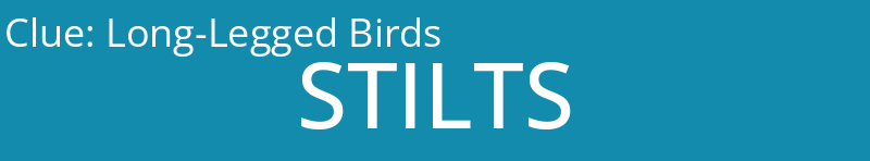 Long-Legged Birds