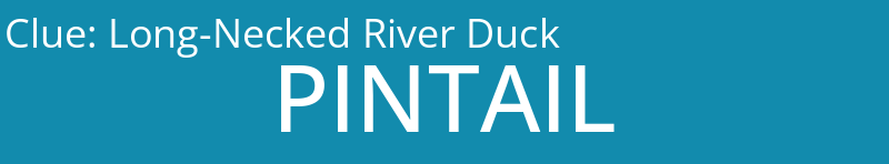 Long-Necked River Duck