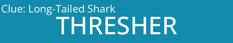 Long-Tailed Shark