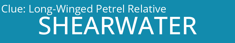 Long-Winged Petrel Relative