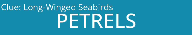 Long-Winged Seabirds