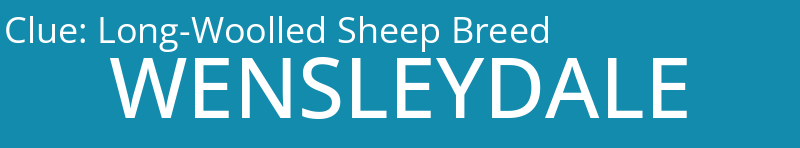 Long-Woolled Sheep Breed