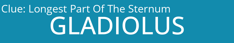 Longest Part Of The Sternum