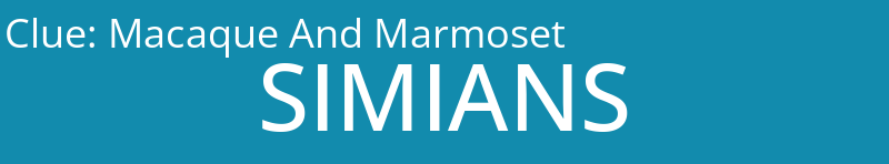 Macaque And Marmoset