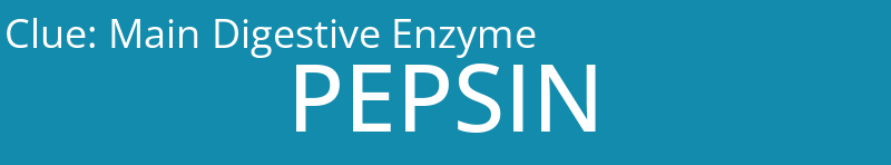 Main Digestive Enzyme