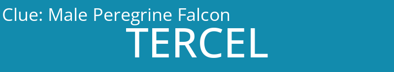 Male Peregrine Falcon