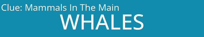 Mammals In The Main