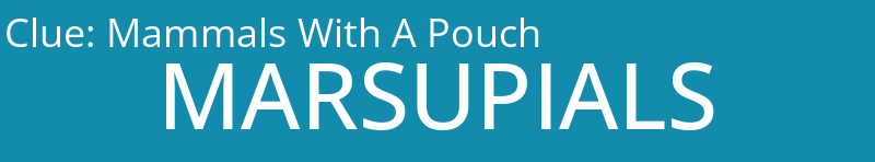 Mammals With A Pouch