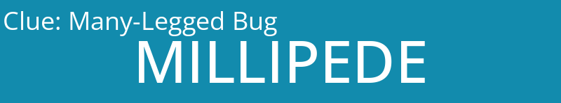 Many-Legged Bug