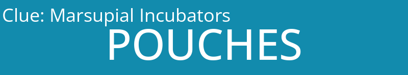 Marsupial Incubators