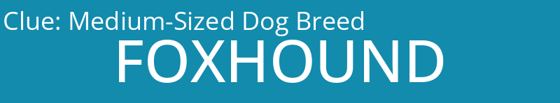 Medium-Sized Dog Breed