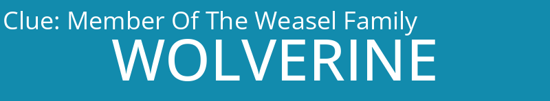 Member Of The Weasel Family