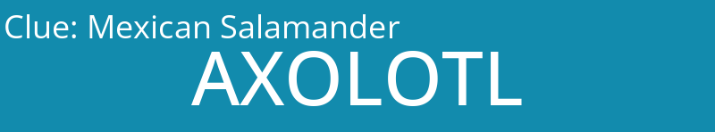Mexican Salamander