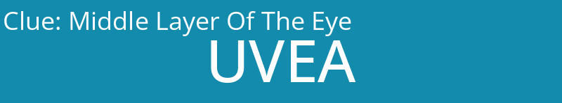 Middle Layer Of The Eye