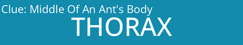 Middle Of An Ant's Body