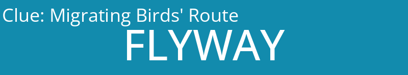 Migrating Birds' Route
