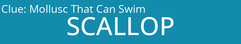 Mollusc That Can Swim