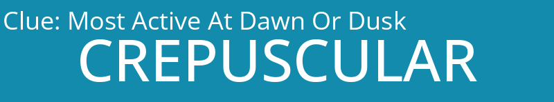 Most Active At Dawn Or Dusk