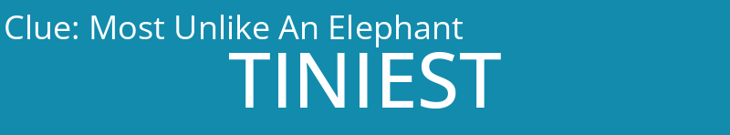 Most Unlike An Elephant