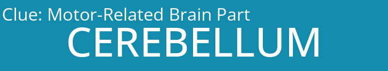 Motor-Related Brain Part