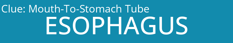 Mouth-To-Stomach Tube