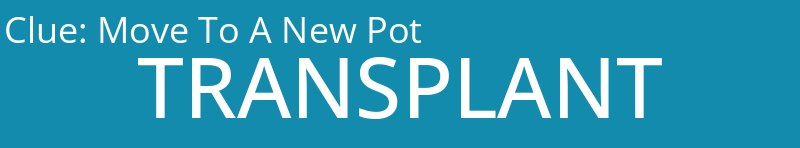 Move To A New Pot