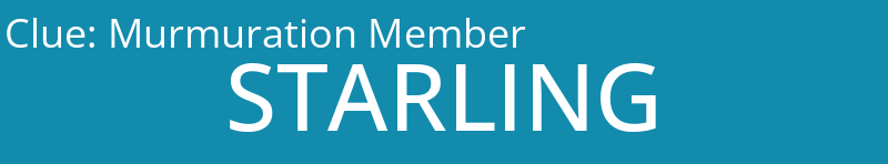 Murmuration Member