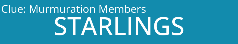 Murmuration Members