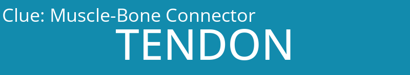 Muscle-Bone Connector