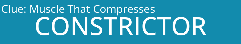 Muscle That Compresses