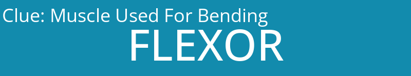 Muscle Used For Bending